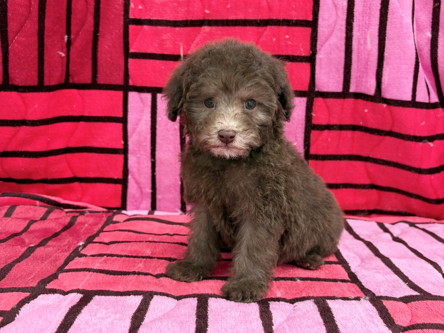 愛知県のトイプードル(タイニー) (ハピースペット春日井アミーゴ店/2025年11月23日生まれ/男の子/ブラウン)の子犬の1枚目の画像