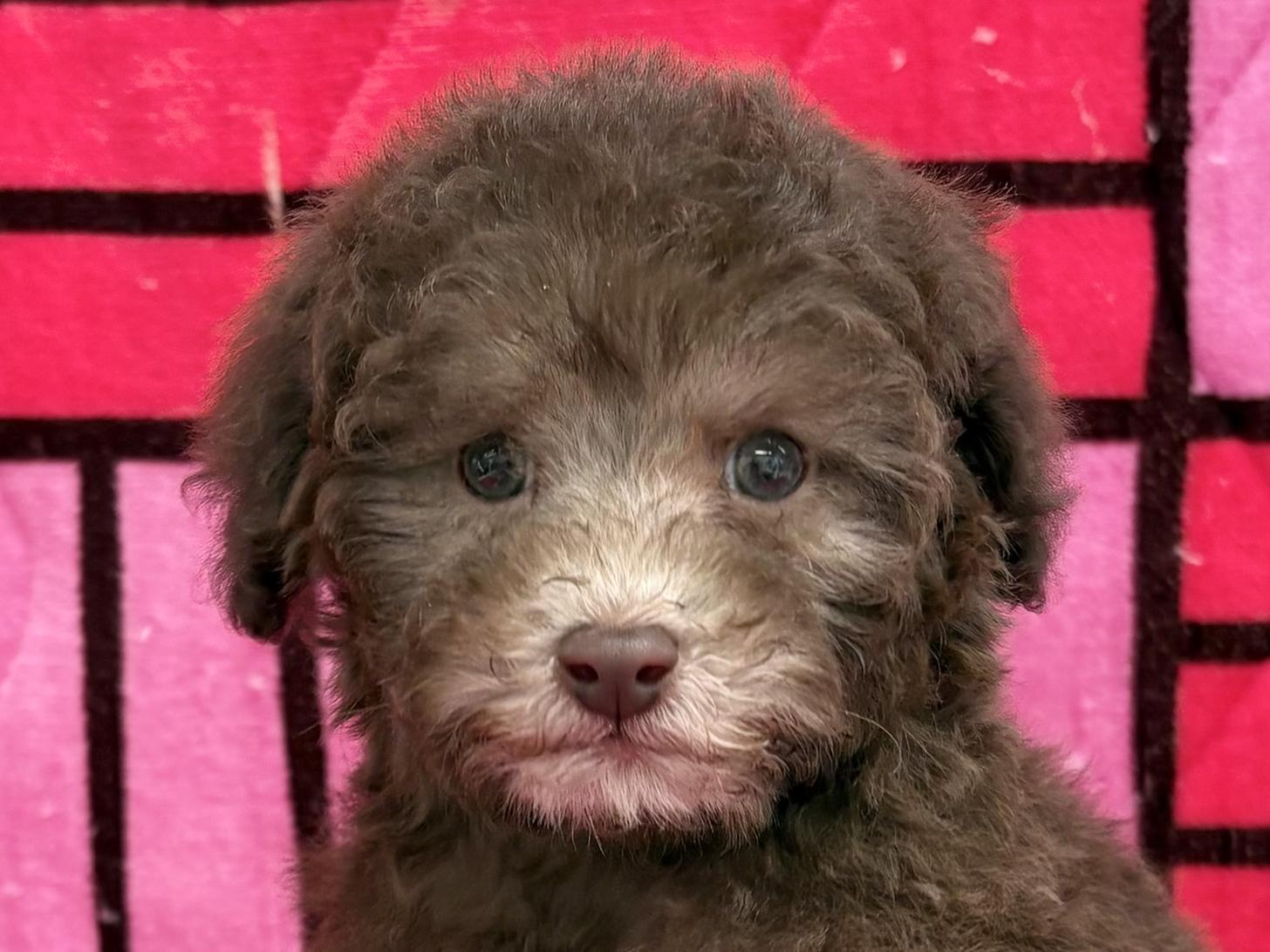 愛知県のトイプードル(タイニー) (ハピースペット春日井アミーゴ店/2025年11月23日生まれ/男の子/ブラウン)の子犬の2枚目の画像