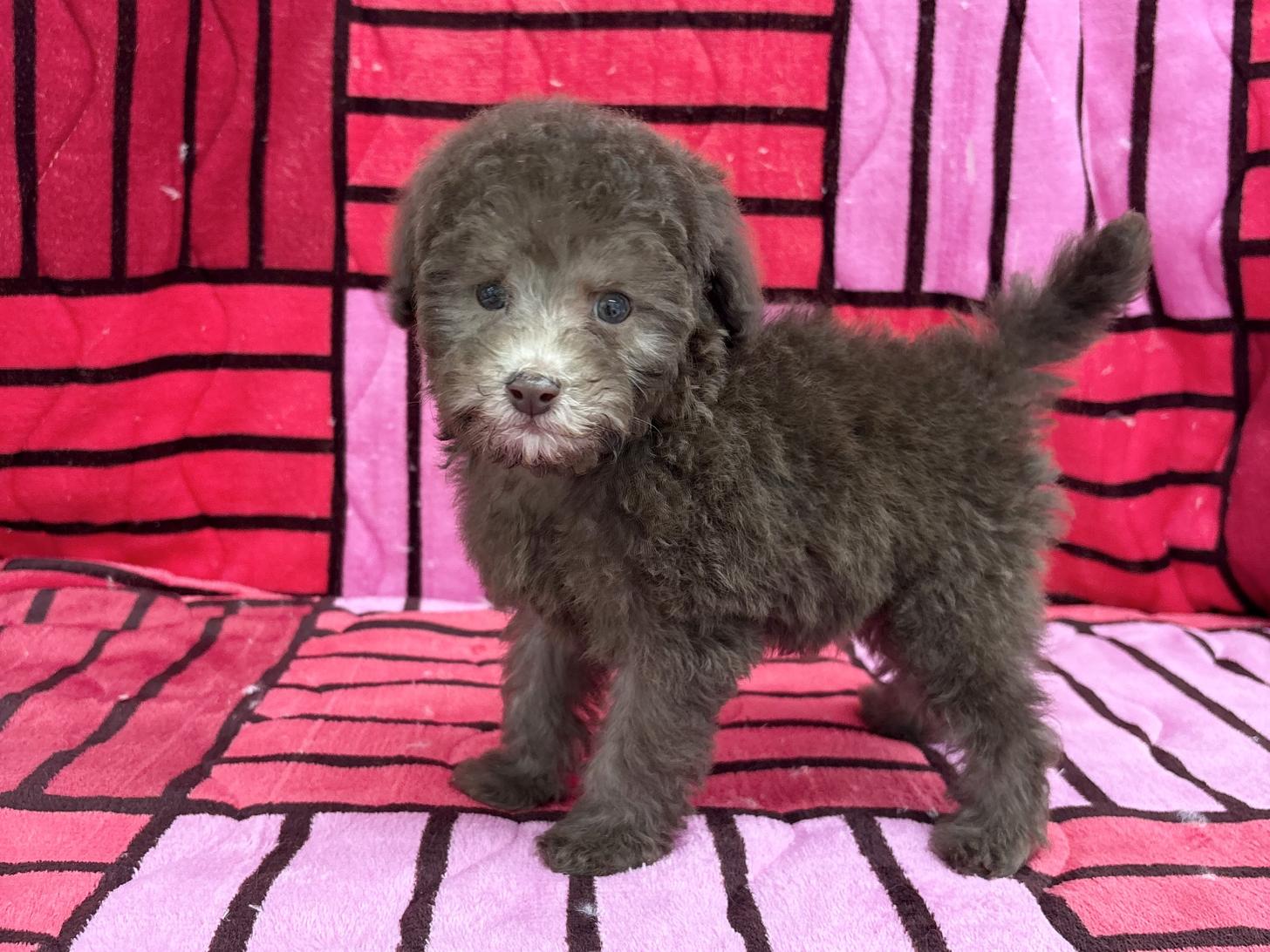 愛知県のトイプードル(タイニー) (ハピースペット春日井アミーゴ店/2025年11月23日生まれ/男の子/ブラウン)の子犬の3枚目の画像