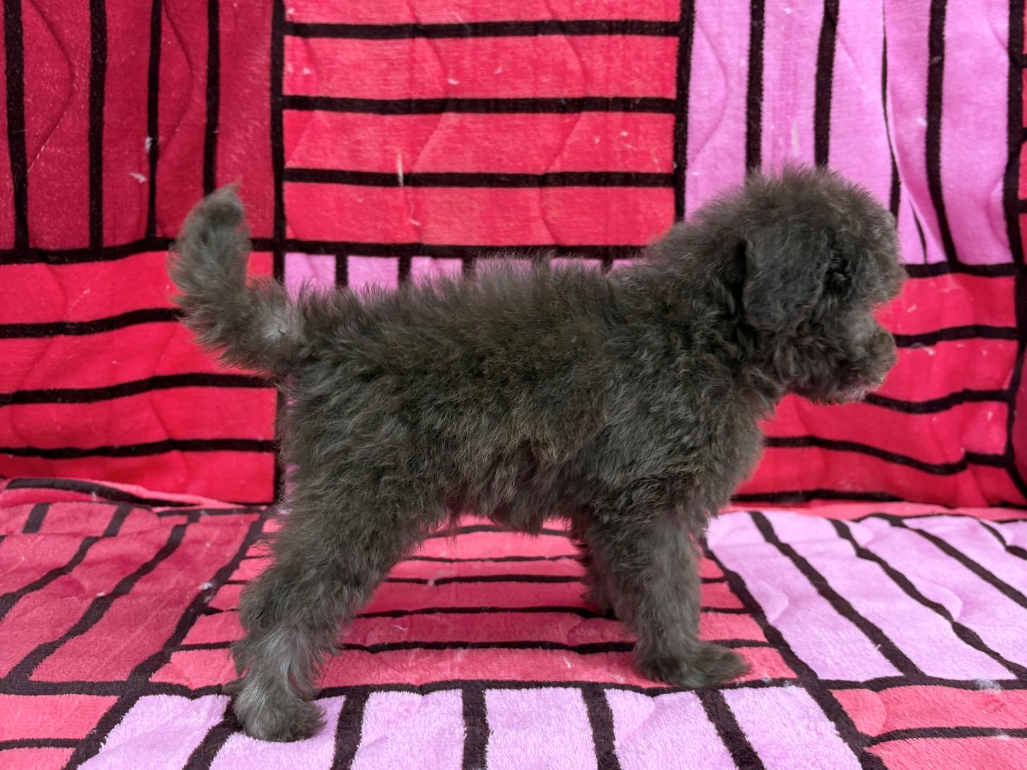 愛知県のトイプードル(タイニー) (ハピースペット春日井アミーゴ店/2025年11月23日生まれ/男の子/ブラウン)の子犬の4枚目の画像