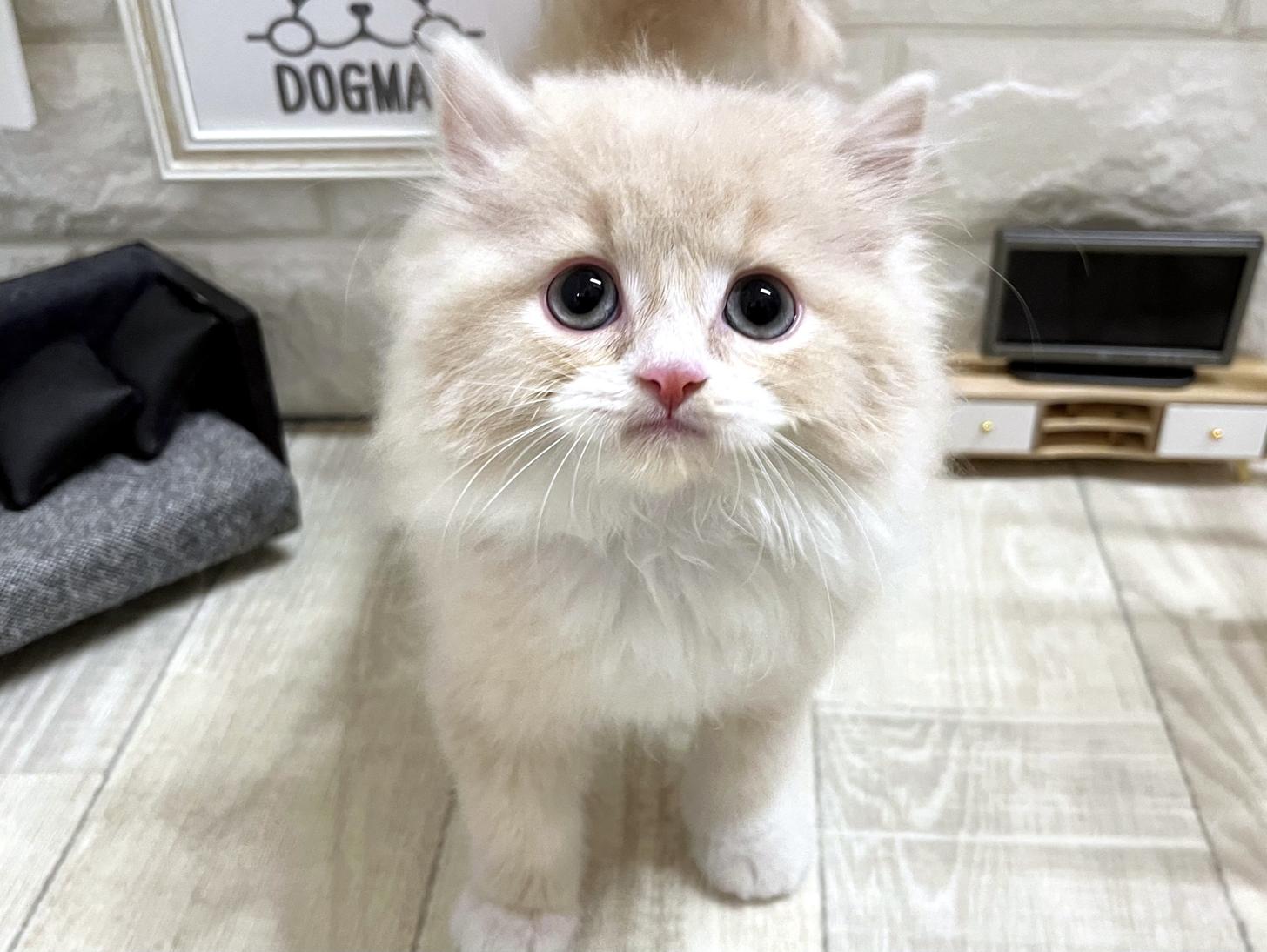 2026年1月28日生まれのスコティッシュフォールド