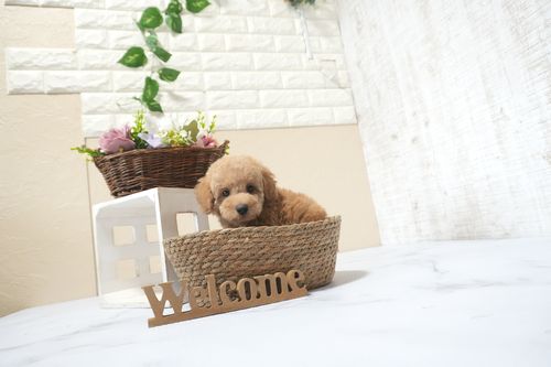 滋賀県のトイプードル(トイ) (いっぷく湖南店/2025年11月1日生まれ/男の子/オレンジフォーン)の子犬の1枚目の画像