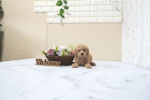 滋賀県のトイプードル(トイ) (いっぷく湖南店/2025年11月1日生まれ/男の子/オレンジフォーン)の子犬の2枚目の画像