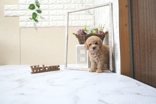 滋賀県のトイプードル(トイ) (いっぷく湖南店/2025年11月1日生まれ/男の子/オレンジフォーン)の子犬の3枚目の画像