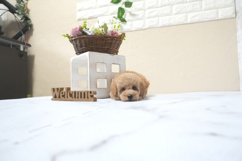 滋賀県のトイプードル(トイ) (いっぷく湖南店/2025年11月1日生まれ/男の子/オレンジフォーン)の子犬の4枚目の画像