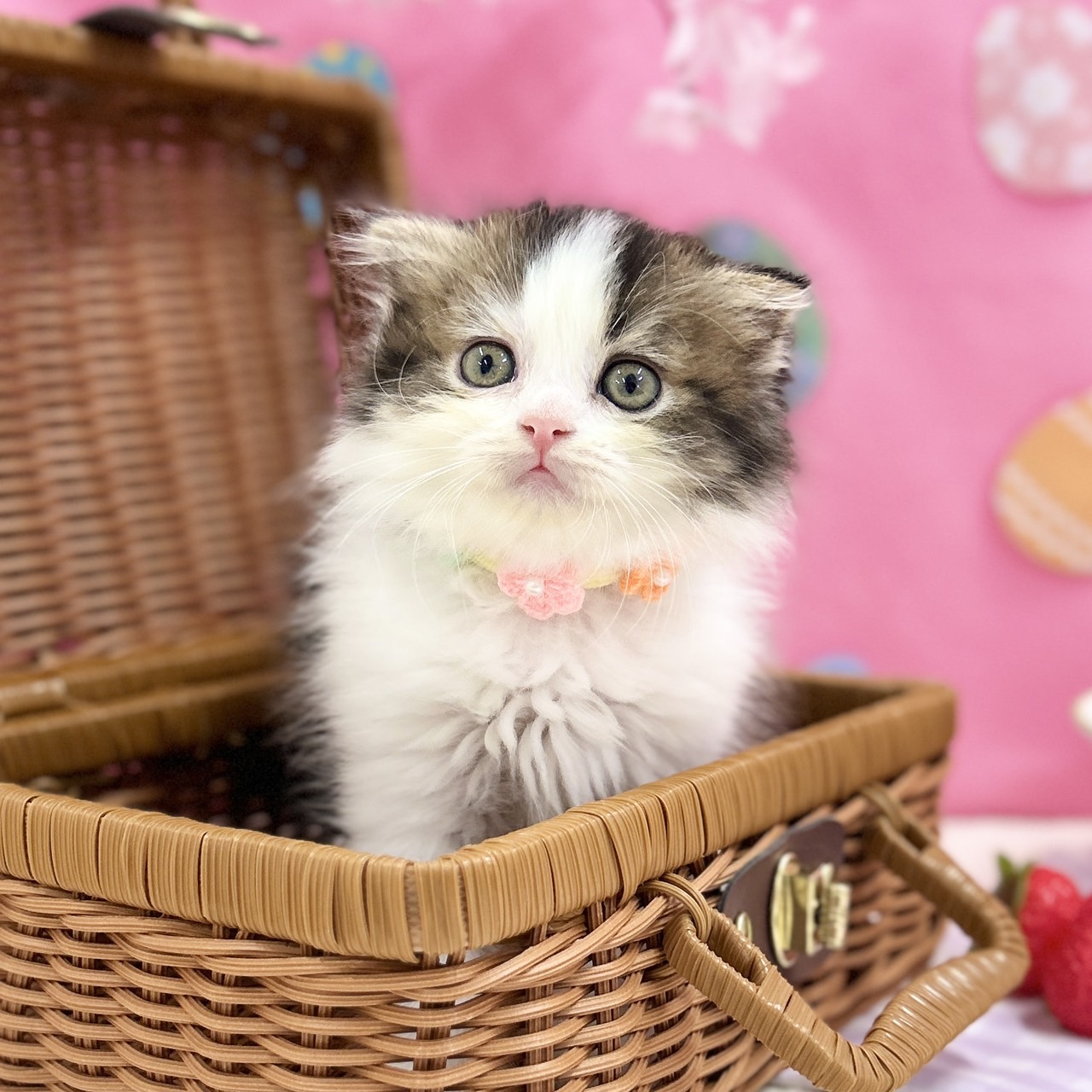 神奈川県のスコティッシュフォールド (にゃんこハウスPAW/2026年2月11日生まれ/女の子/ブラウンタビーホワイト)の子猫の1枚目の画像