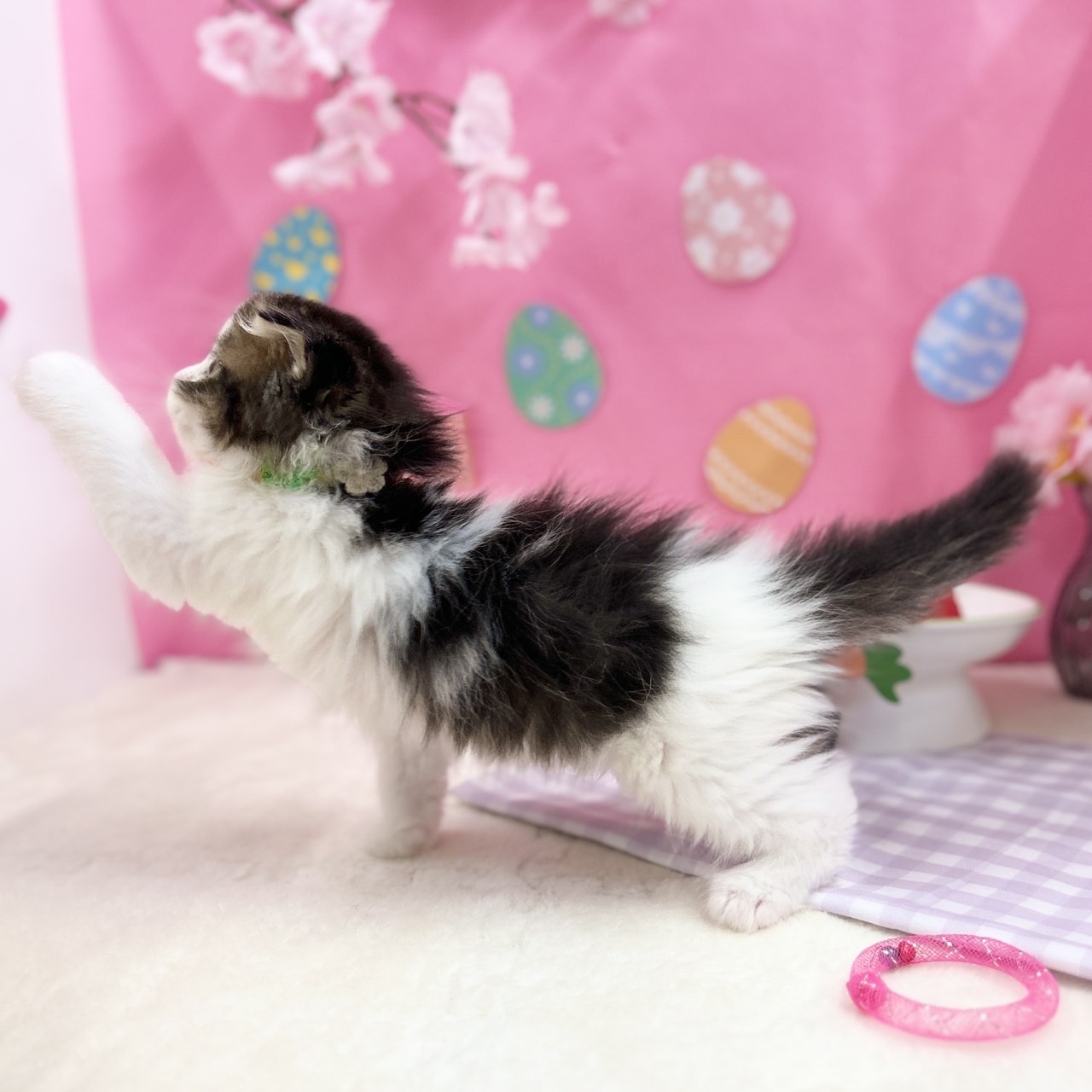 神奈川県のスコティッシュフォールド (にゃんこハウスPAW/2026年2月11日生まれ/女の子/ブラウンタビーホワイト)の子猫の2枚目の画像