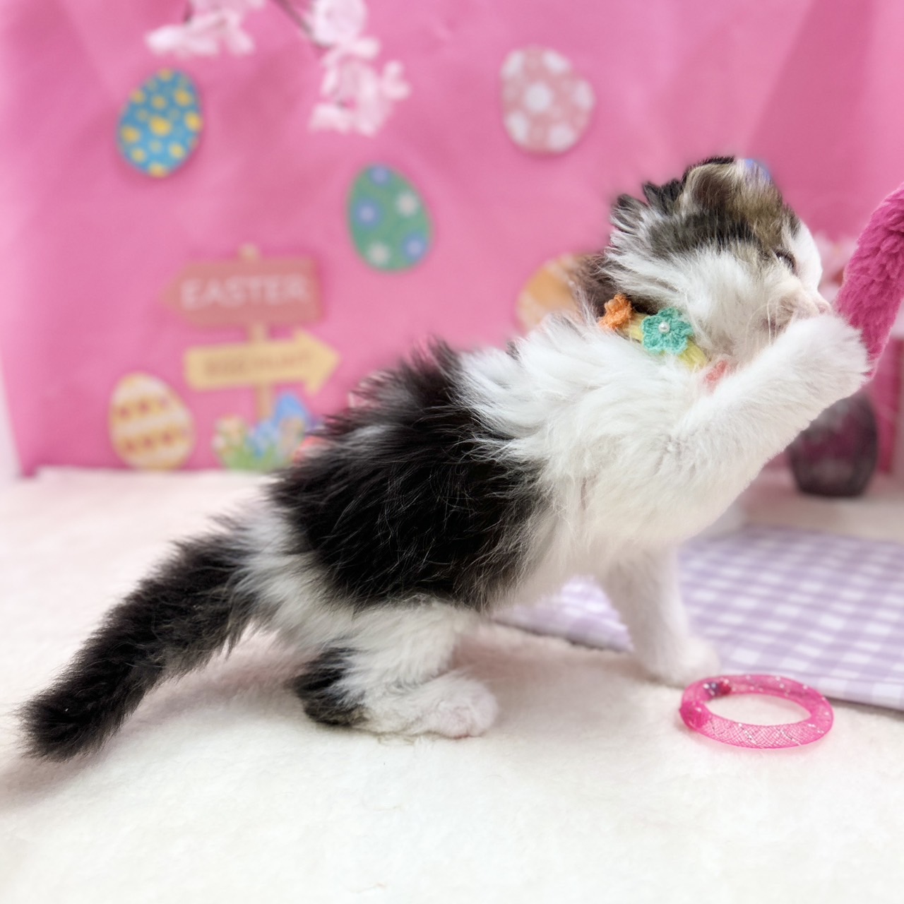 神奈川県のスコティッシュフォールド (にゃんこハウスPAW/2026年2月11日生まれ/女の子/ブラウンタビーホワイト)の子猫の3枚目の画像