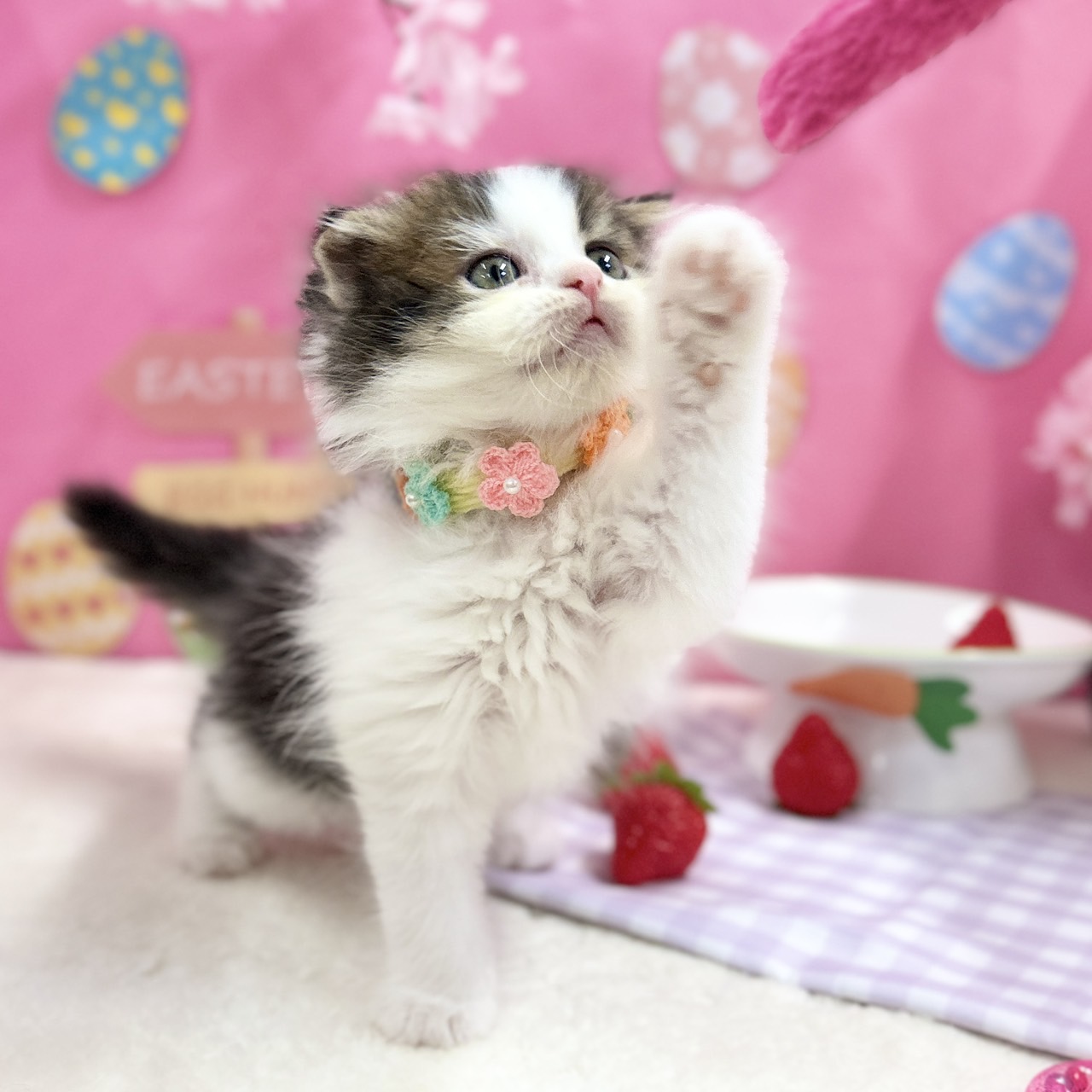 神奈川県のスコティッシュフォールド (にゃんこハウスPAW/2026年2月11日生まれ/女の子/ブラウンタビーホワイト)の子猫の4枚目の画像