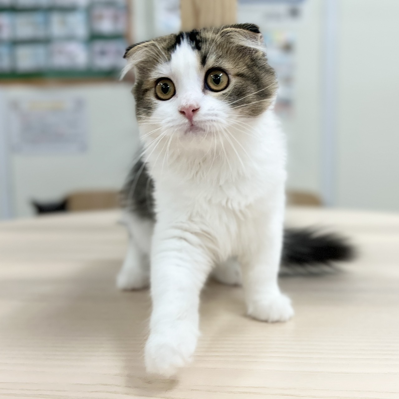 神奈川県のスコティッシュフォールド (にゃんこハウスPAW/2026年2月11日生まれ/女の子/ブラウンタビーホワイト)の子猫の4枚目の画像