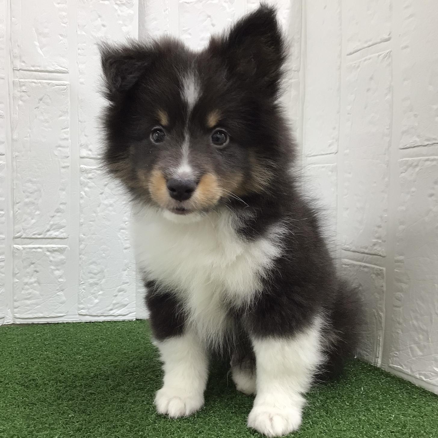 熊本県のシェットランドシープドッグ (ニコペットセレクト ドッグズホーム八代店/2025年10月9日生まれ/男の子/トライカラー)の子犬