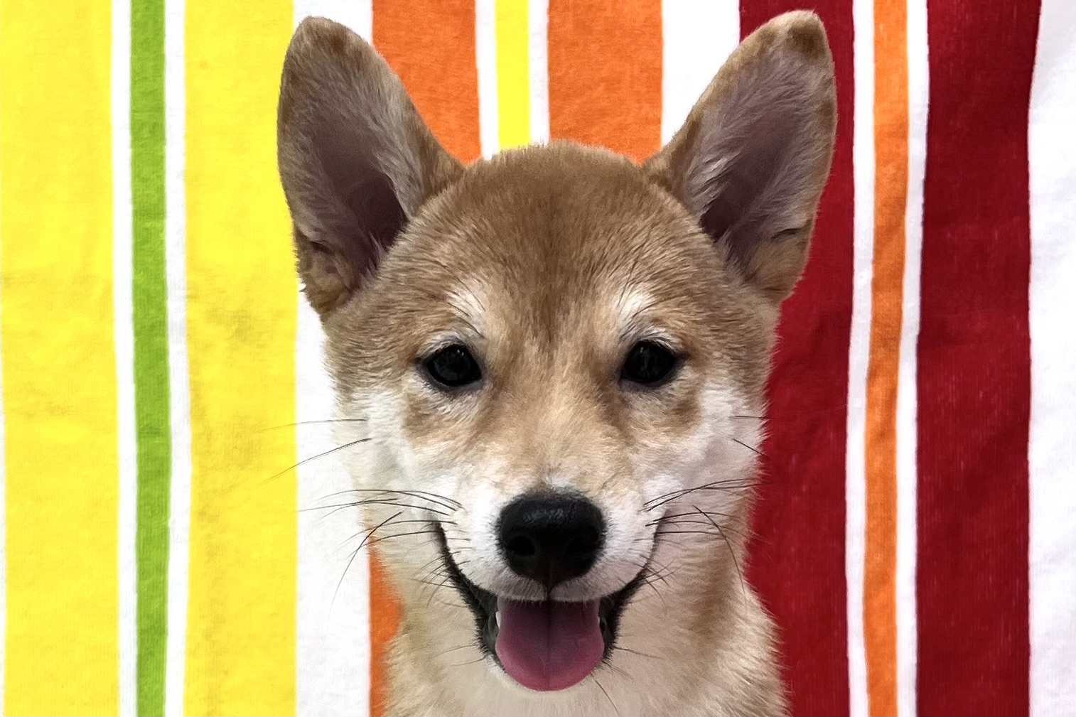 愛知県の豆柴 (ハピースペット一宮三条アミーゴ店/2026年7月15日生まれ/女の子/赤)の子犬の2枚目の画像