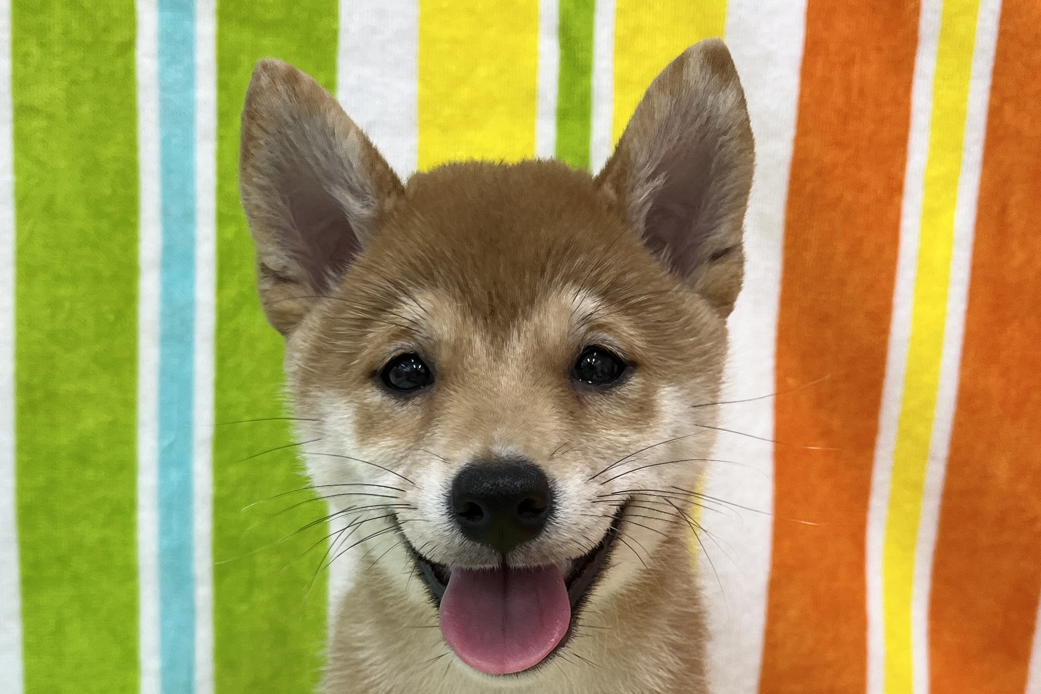 愛知県の豆柴 (ハピースペット一宮三条アミーゴ店/2026年7月15日生まれ/女の子/赤)の子犬の2枚目の画像