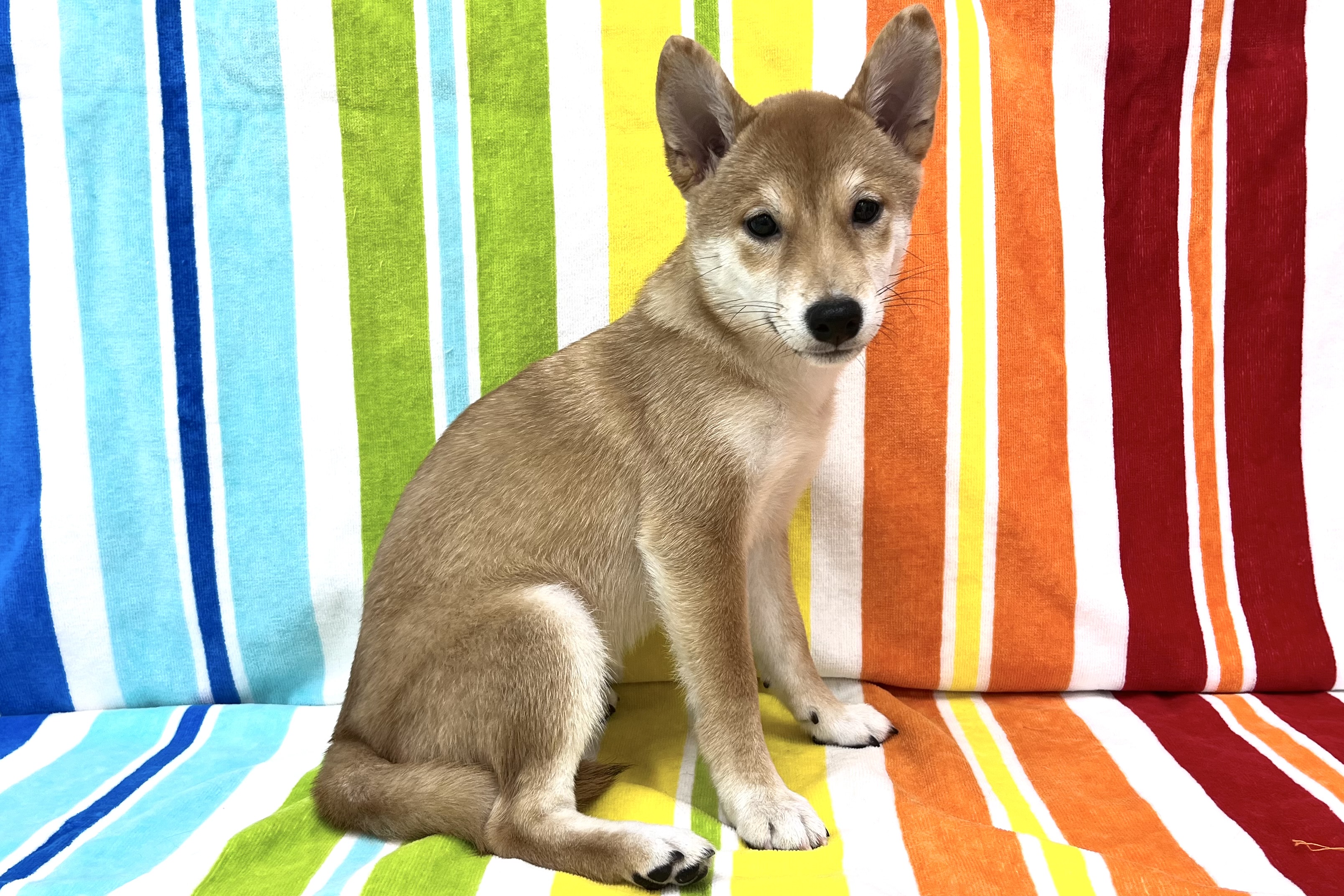 愛知県の豆柴 (ハピースペット一宮三条アミーゴ店/2026年7月15日生まれ/女の子/赤)の子犬の4枚目の画像