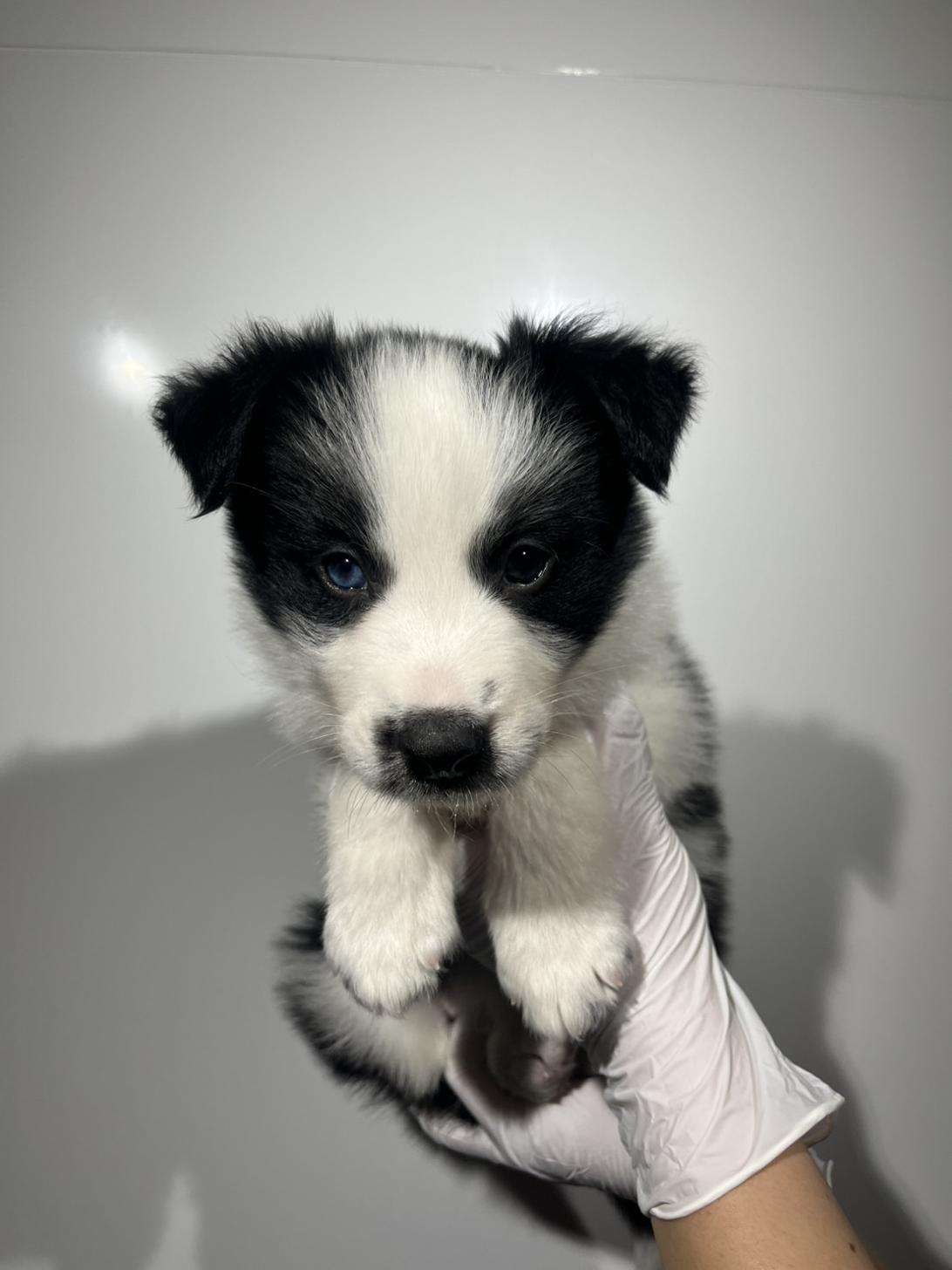埼玉県のボーダーコリー (ペッツスマイル加須インター店/2025年9月20日生まれ/男の子/ブラックホワイト)の子犬の1枚目の画像
