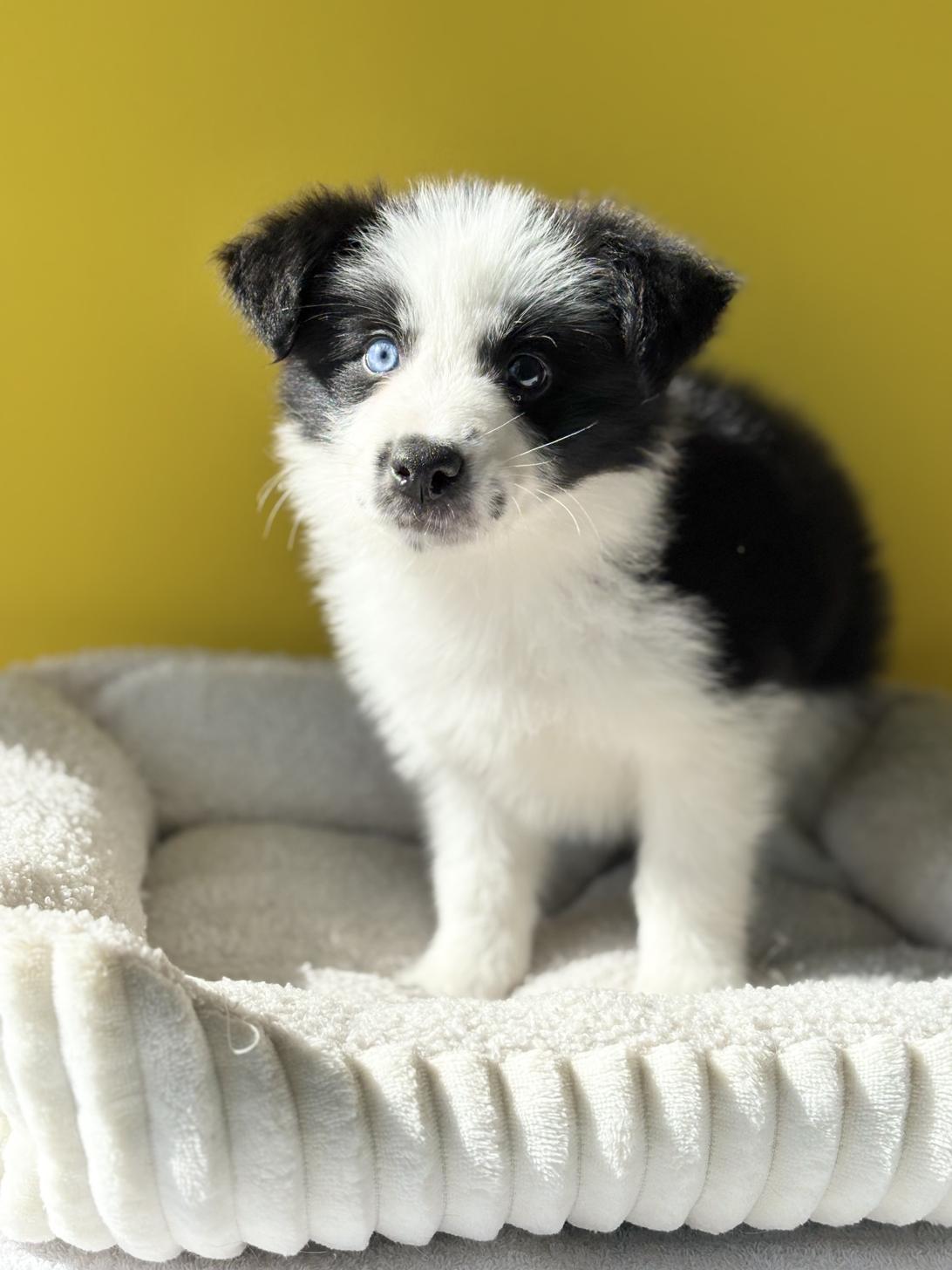 埼玉県のボーダーコリー (ペッツスマイル加須インター店/2025年9月20日生まれ/男の子/ブラックホワイト)の子犬の1枚目の画像