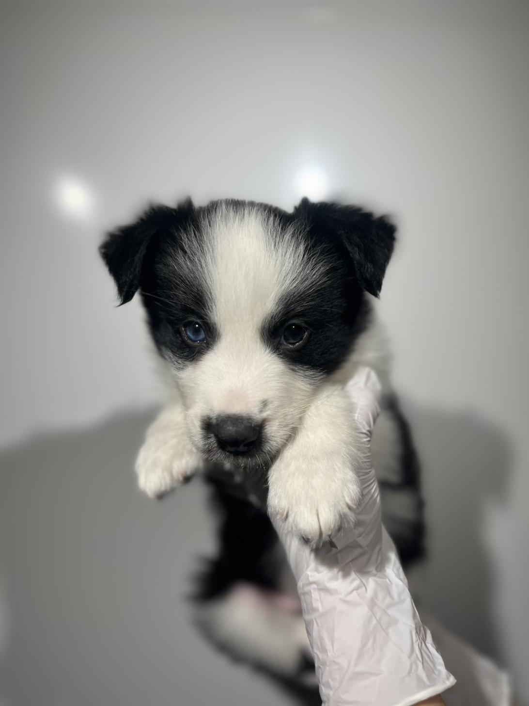 埼玉県のボーダーコリー (ペッツスマイル加須インター店/2025年9月20日生まれ/男の子/ブラックホワイト)の子犬の2枚目の画像