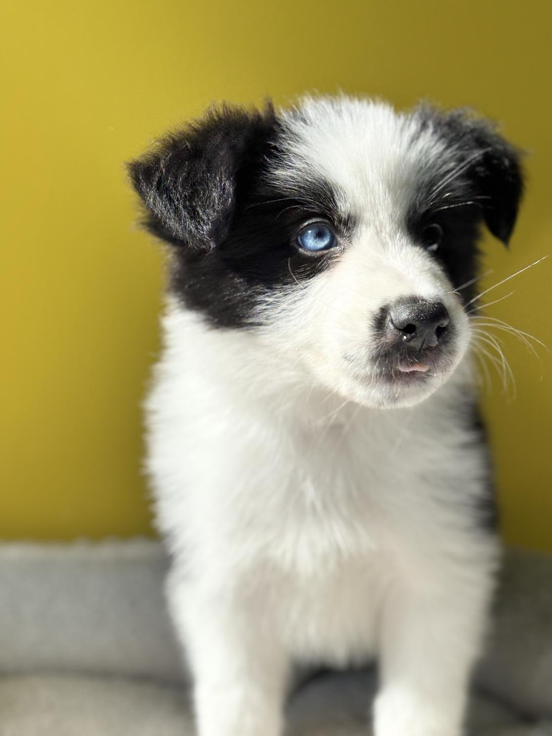 埼玉県のボーダーコリー (ペッツスマイル加須インター店/2025年9月20日生まれ/男の子/ブラックホワイト)の子犬の2枚目の画像