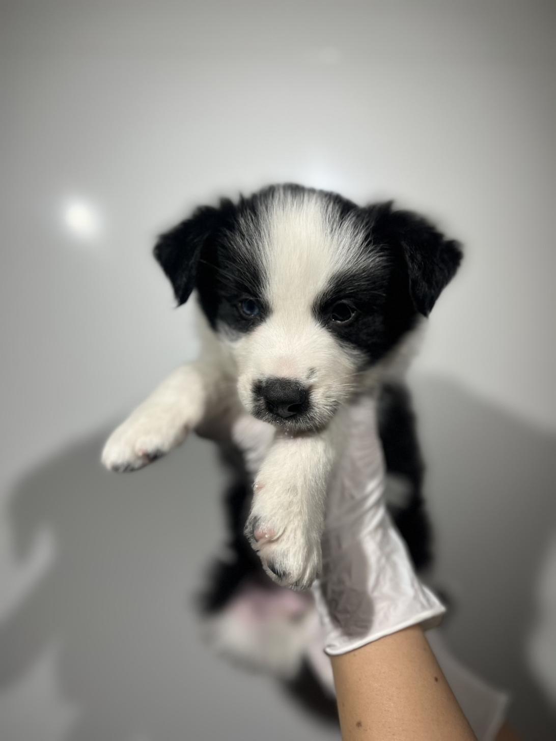 埼玉県のボーダーコリー (ペッツスマイル加須インター店/2025年9月20日生まれ/男の子/ブラックホワイト)の子犬の3枚目の画像