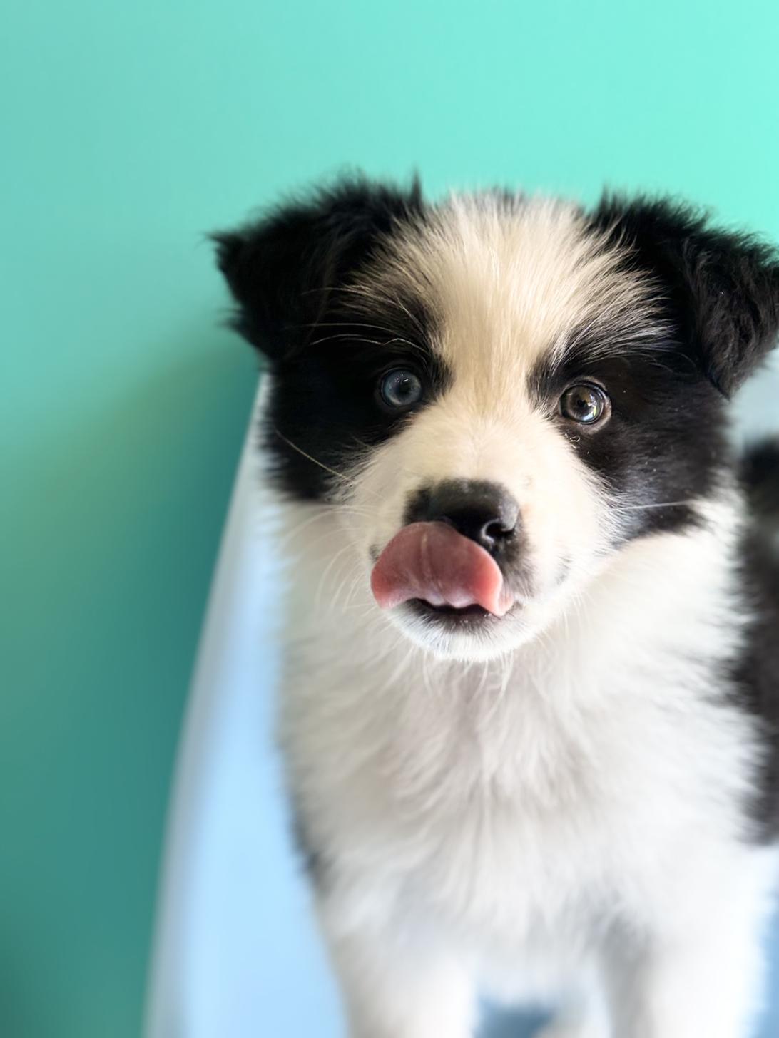 埼玉県のボーダーコリー (ペッツスマイル加須インター店/2025年9月20日生まれ/男の子/ブラックホワイト)の子犬の3枚目の画像