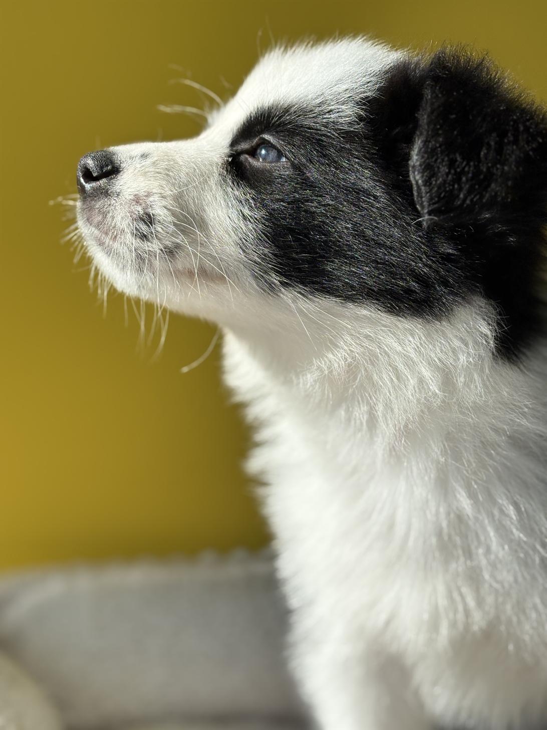 埼玉県のボーダーコリー (ペッツスマイル加須インター店/2025年9月20日生まれ/男の子/ブラックホワイト)の子犬の4枚目の画像