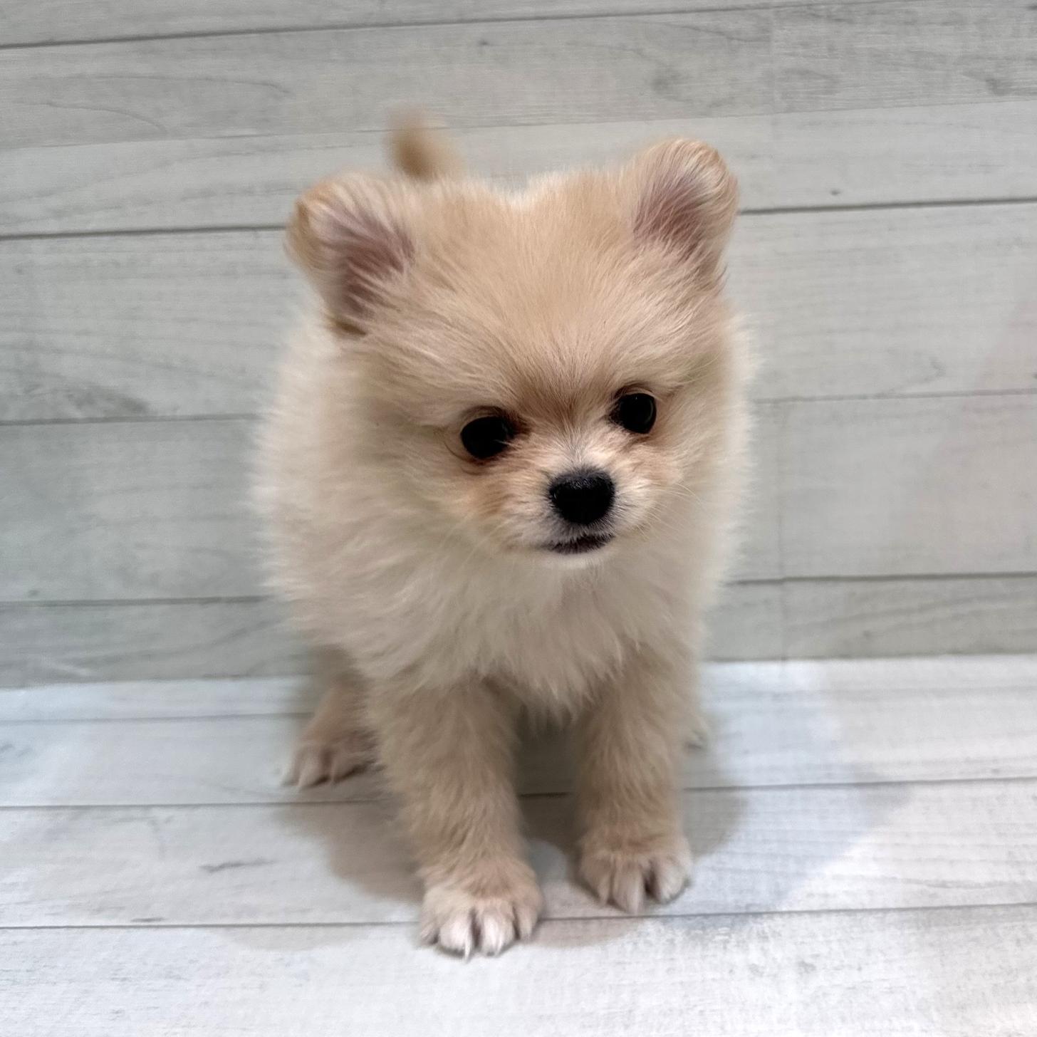 千葉県のポメチワ/チワポメ/ポメチー(ポメラニアン×チワワ) (ペピカあびこ店/2026年2月5日生まれ/女の子/クリーム)の子犬の2枚目の画像