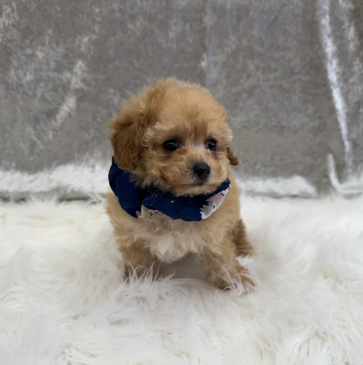 大阪府のトイプードル(タイニー) (ぱぴぷぺっと大阪店/2025年12月18日生まれ/男の子/アプリコット)の子犬