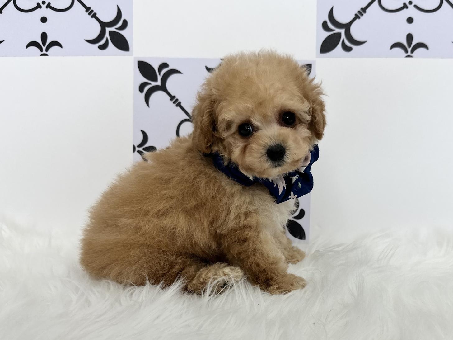 大阪府のトイプードル(タイニー) (ぱぴぷぺっと大阪店/2025年12月18日生まれ/男の子/アプリコット)の子犬の1枚目の画像