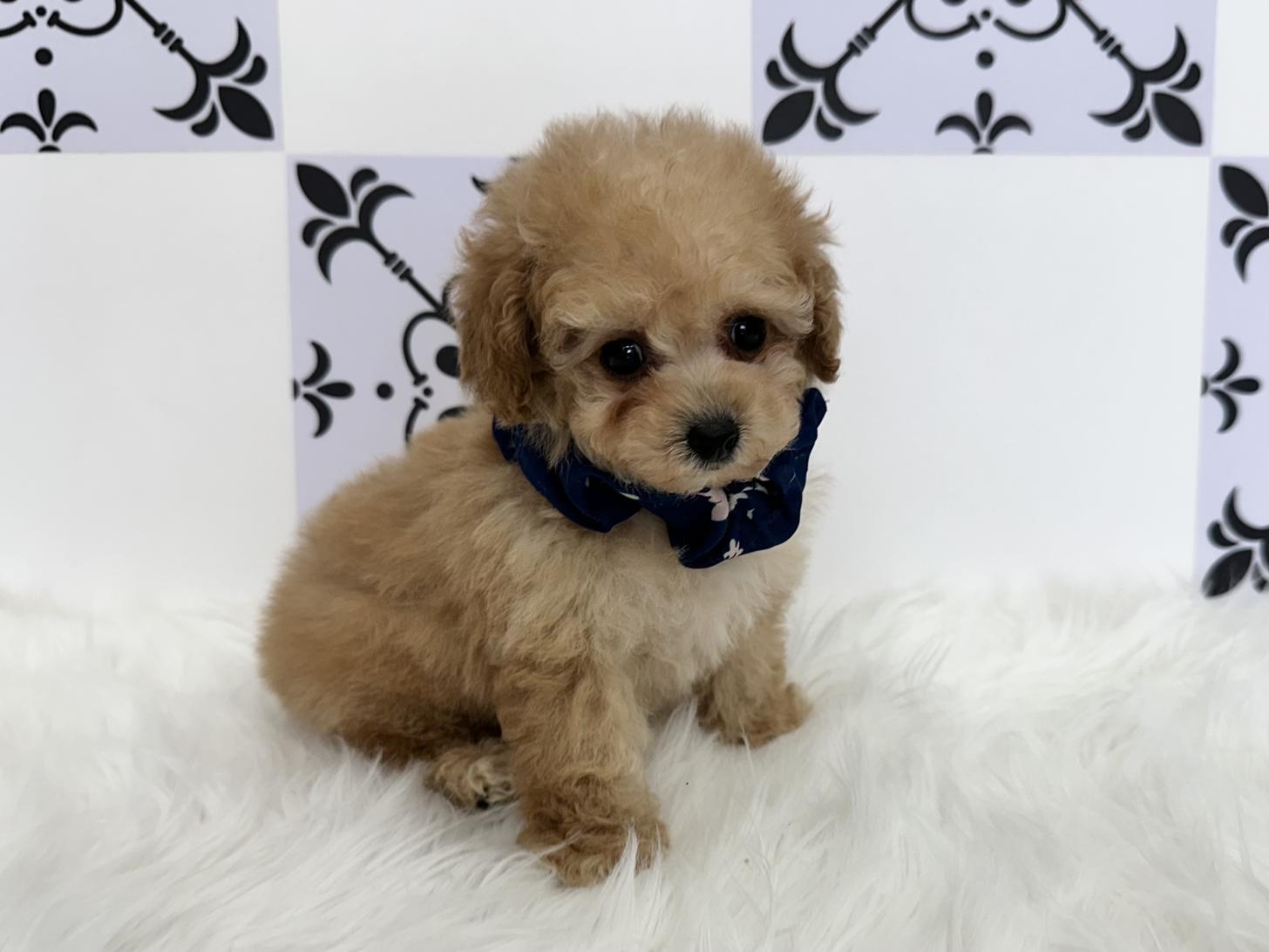 大阪府のトイプードル(タイニー) (ぱぴぷぺっと大阪店/2025年12月18日生まれ/男の子/アプリコット)の子犬の2枚目の画像