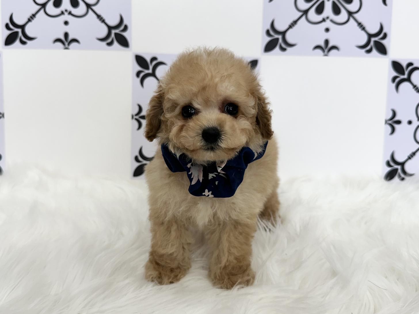 大阪府のトイプードル(タイニー) (ぱぴぷぺっと大阪店/2025年12月18日生まれ/男の子/アプリコット)の子犬の3枚目の画像