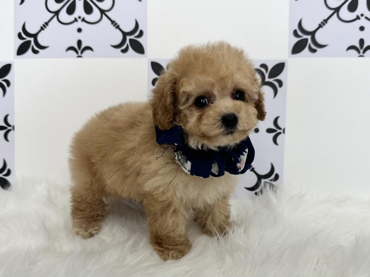 大阪府のトイプードル(タイニー) (ぱぴぷぺっと大阪店/2025年12月18日生まれ/男の子/アプリコット)の子犬の4枚目の画像