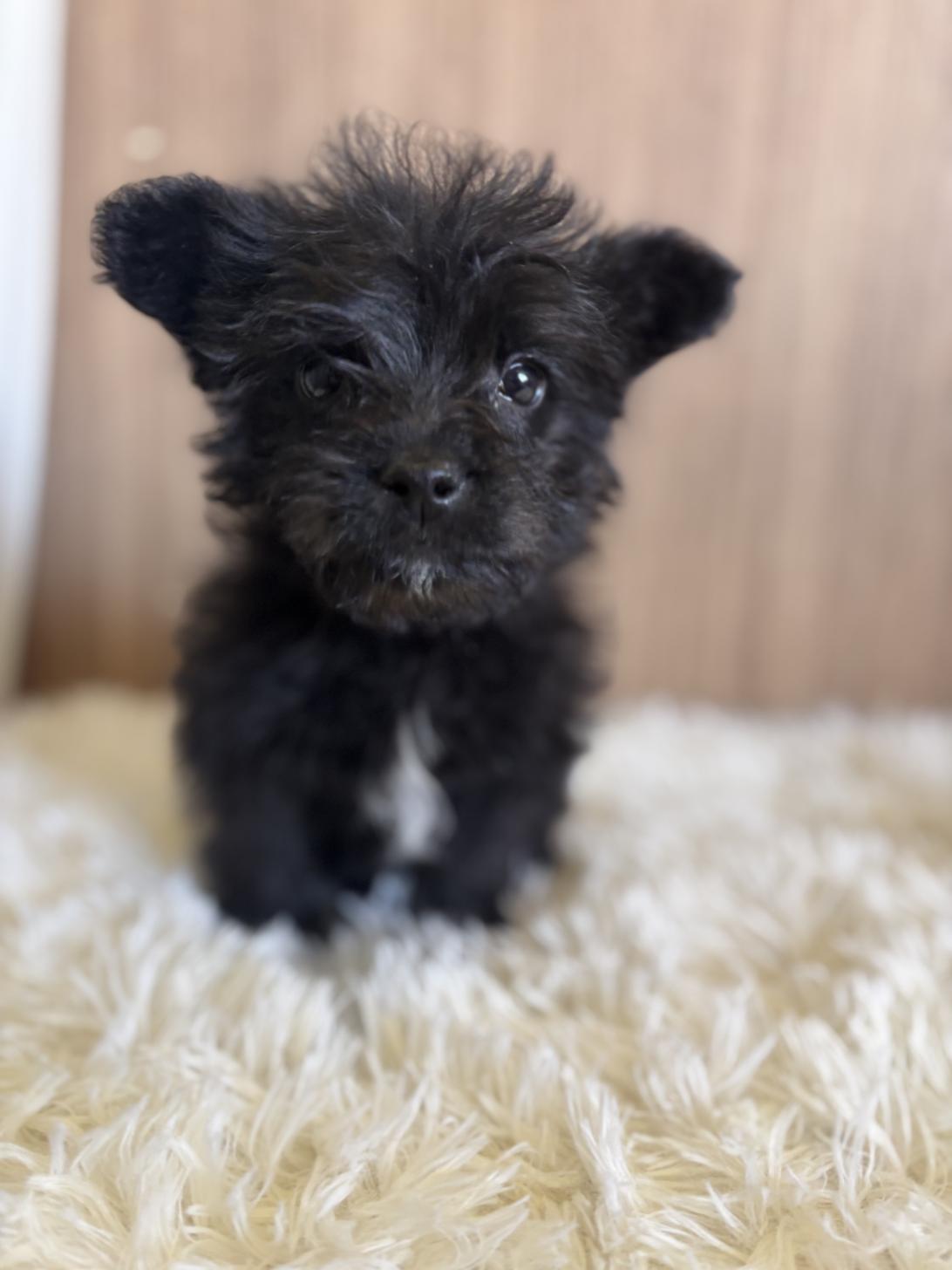 埼玉県のハーフ犬・ミックス犬 (ペッツスマイル南中野店/2024年12月8日生まれ/男の子/ブラックホワイト)の子犬