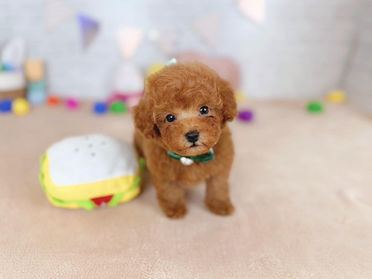 北海道のトイプードル(トイ) (ペットショップだんぼ/2026年1月1日生まれ/男の子/レッド)の子犬の1枚目の画像