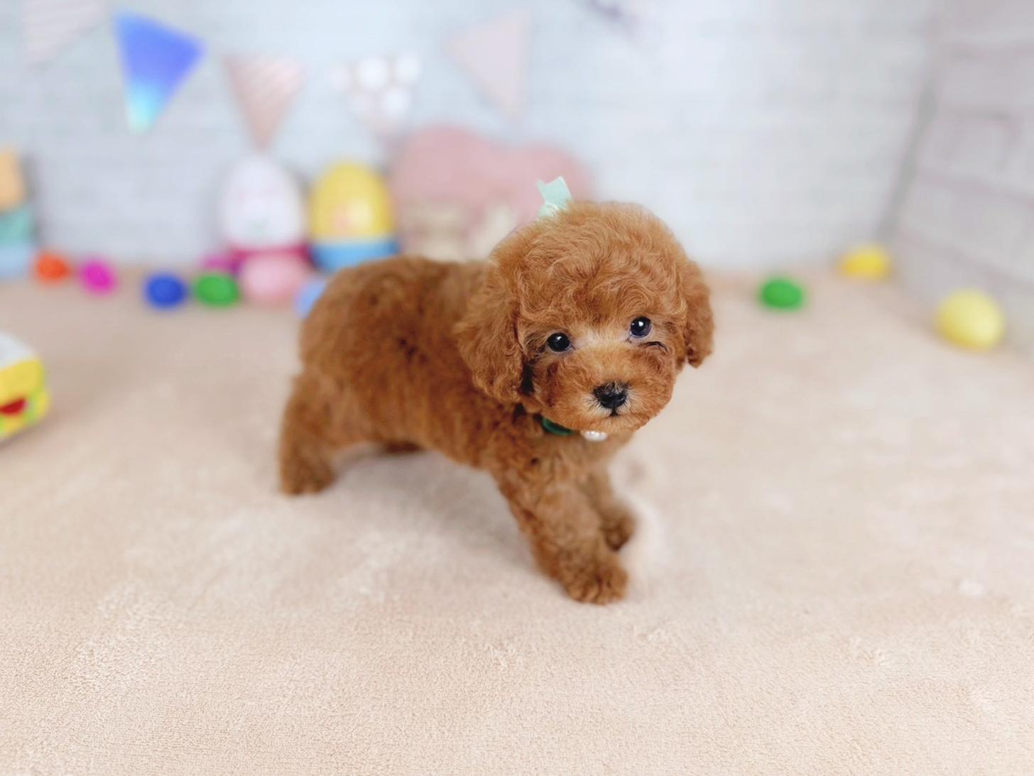 北海道のトイプードル(トイ) (ペットショップだんぼ/2026年1月1日生まれ/男の子/レッド)の子犬の2枚目の画像