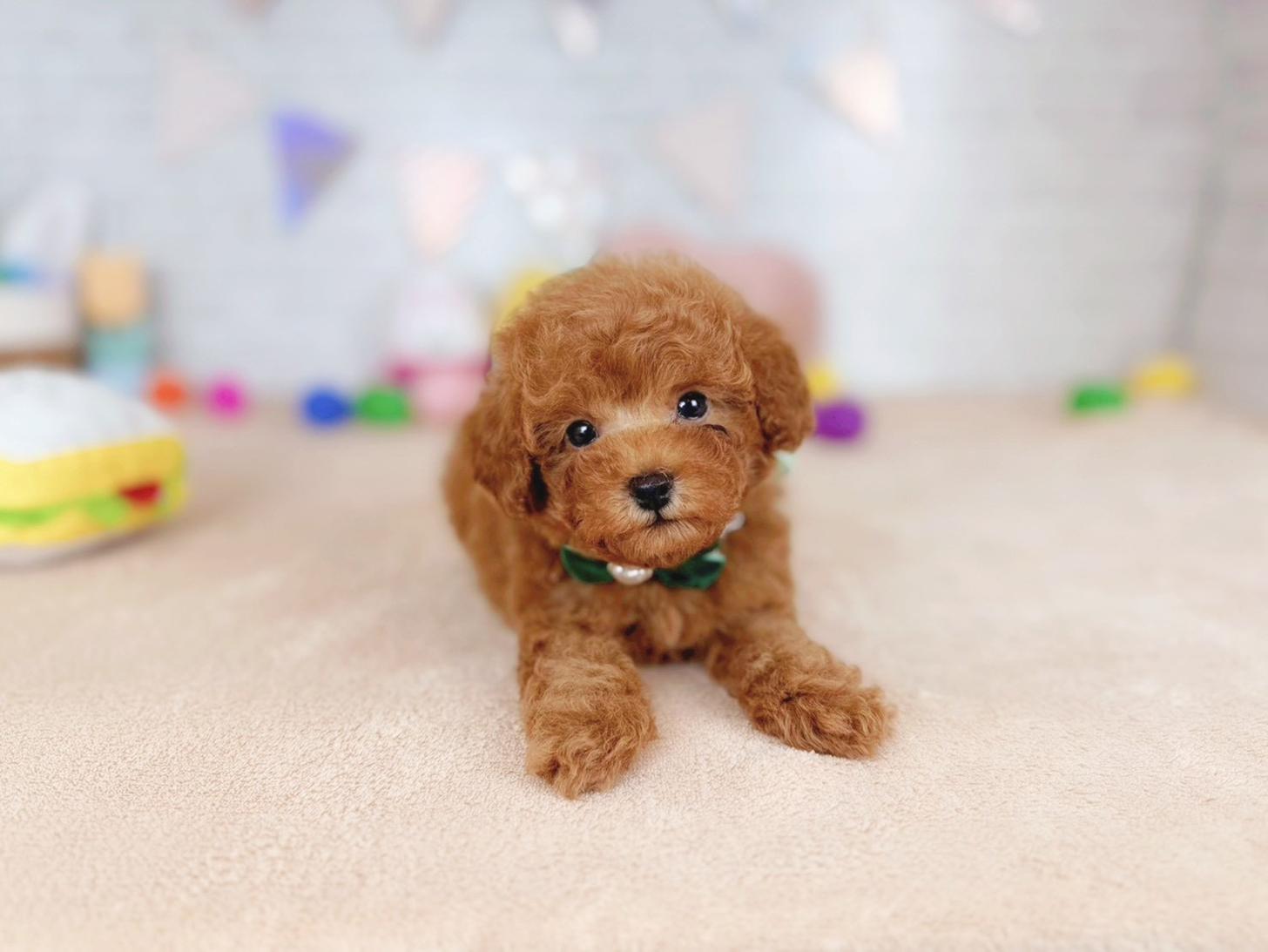 北海道のトイプードル(トイ) (ペットショップだんぼ/2026年1月1日生まれ/男の子/レッド)の子犬の3枚目の画像