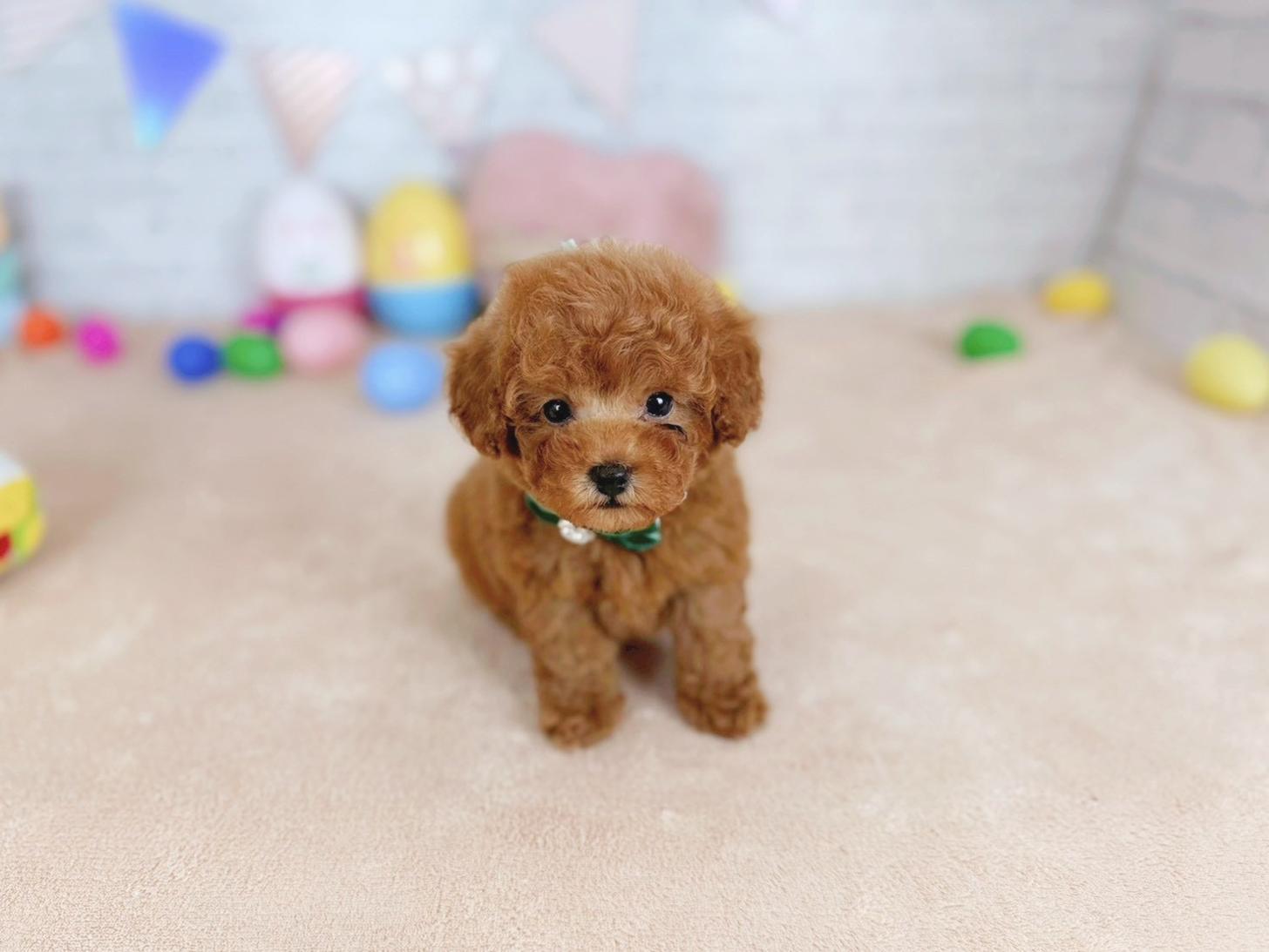 北海道のトイプードル(トイ) (ペットショップだんぼ/2026年1月1日生まれ/男の子/レッド)の子犬の4枚目の画像