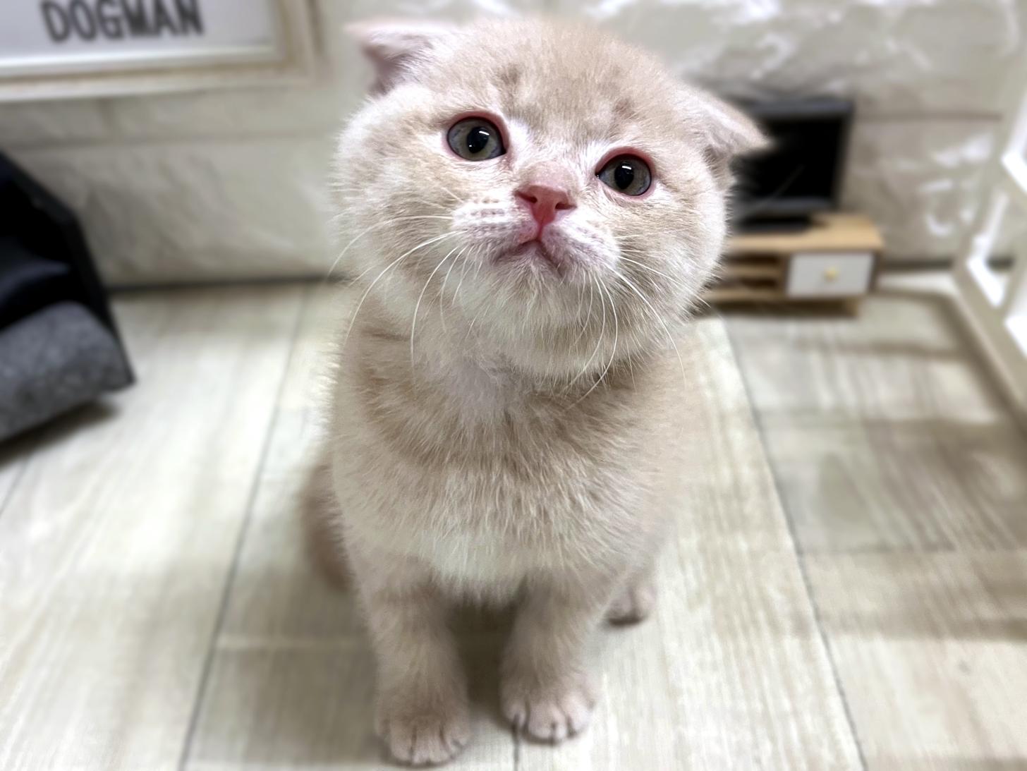 大阪府のスコティッシュフォールド (DOGMAN平野瓜破店/2025年12月29日生まれ/男の子/クリームタビー)の子猫の1枚目の画像