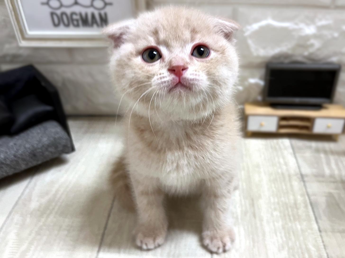 大阪府のスコティッシュフォールド (DOGMAN平野瓜破店/2025年12月29日生まれ/男の子/クリームタビー)の子猫の2枚目の画像