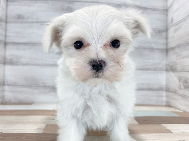 新潟県のマルチーズ (竹内ペット 新津本店/2025年12月4日生まれ/女の子/ホワイト)の子犬