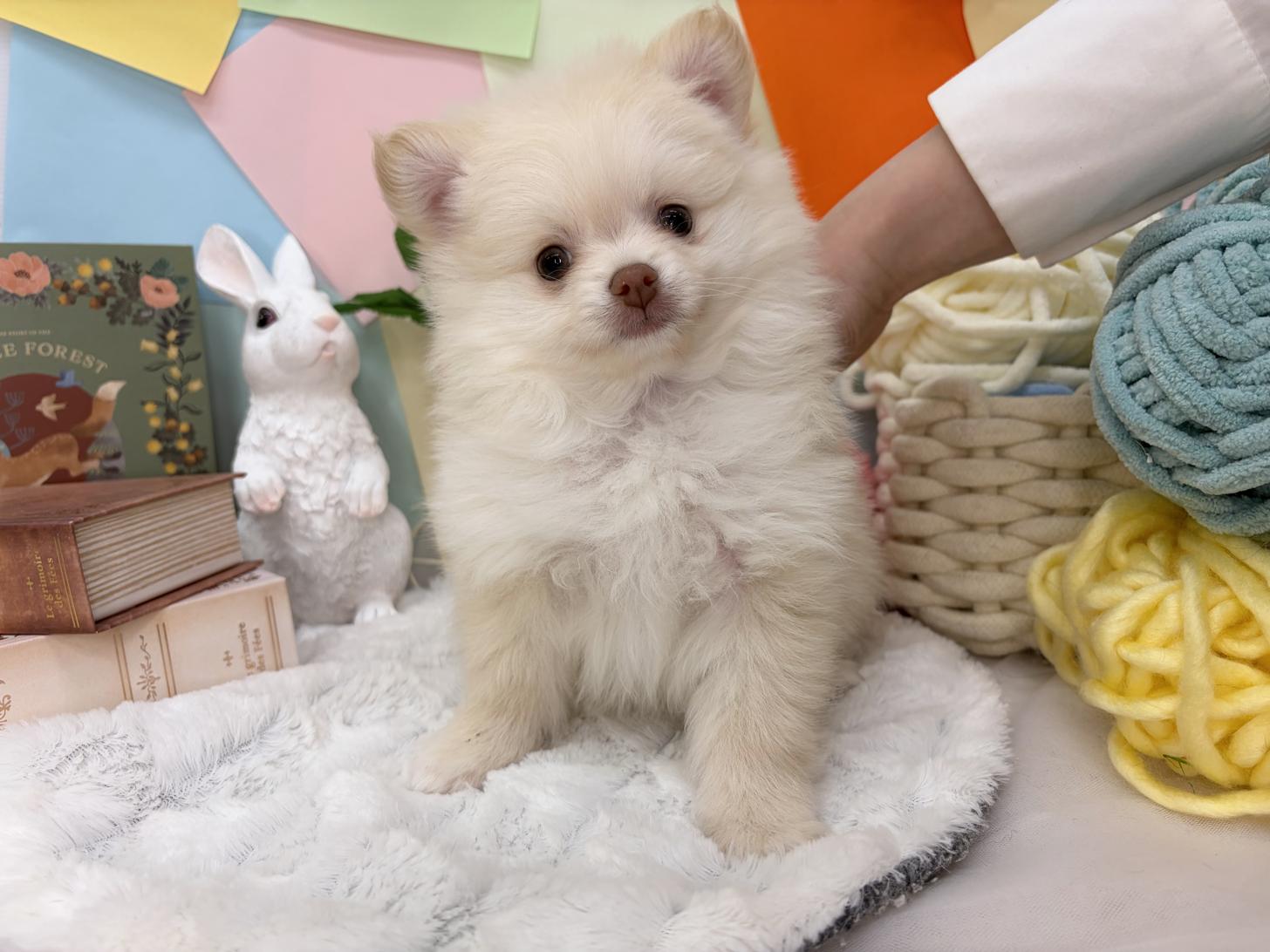 北海道のポメチワ/チワポメ/ポメチー(ポメラニアン×チワワ) (ラブワンコ カインズ大曲店/2026年2月18日生まれ/男の子/クリーム)の子犬の1枚目の画像