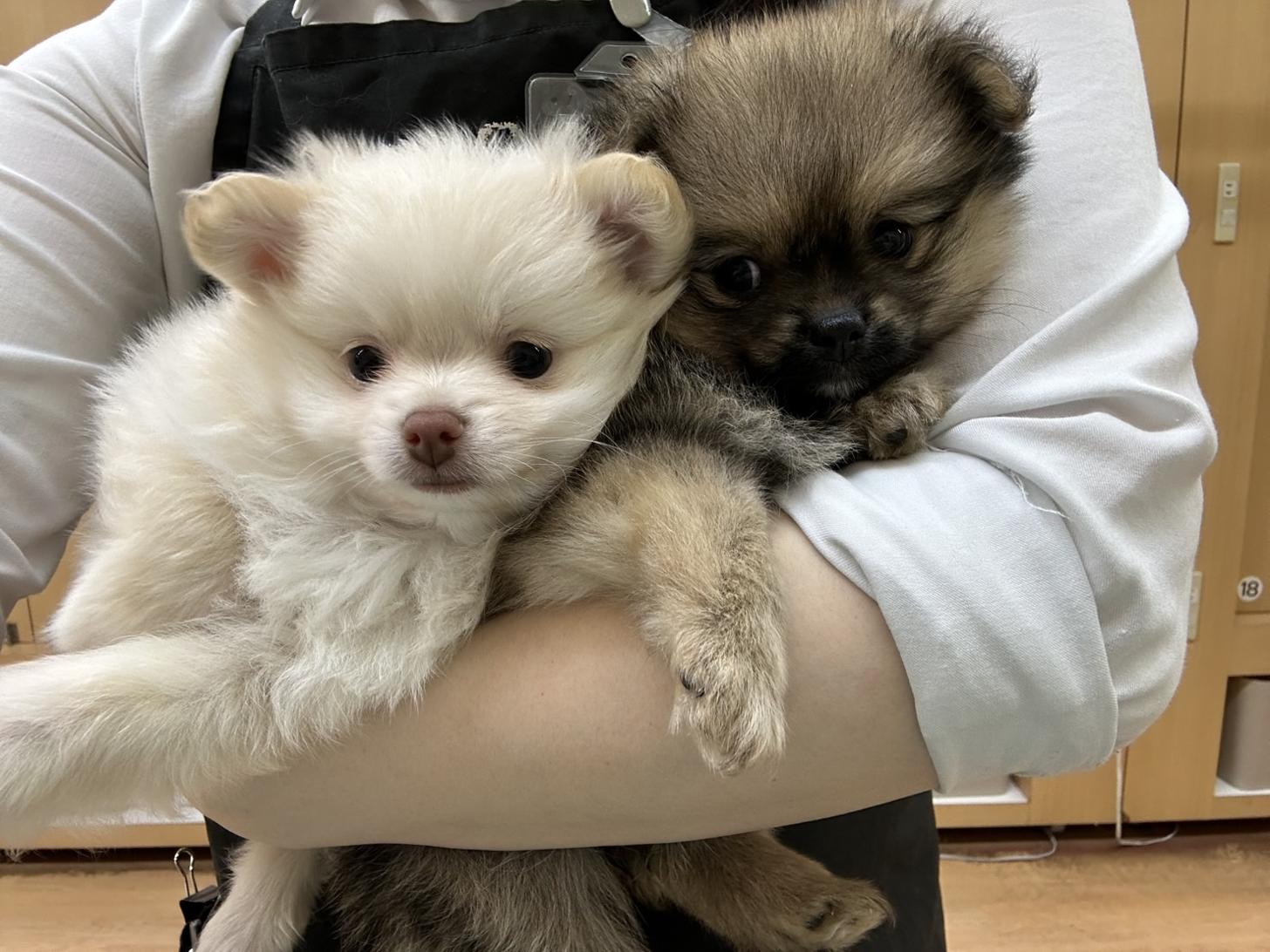 北海道のポメチワ/チワポメ/ポメチー(ポメラニアン×チワワ) (ラブワンコ カインズ大曲店/2026年2月18日生まれ/男の子/クリーム)の子犬の2枚目の画像