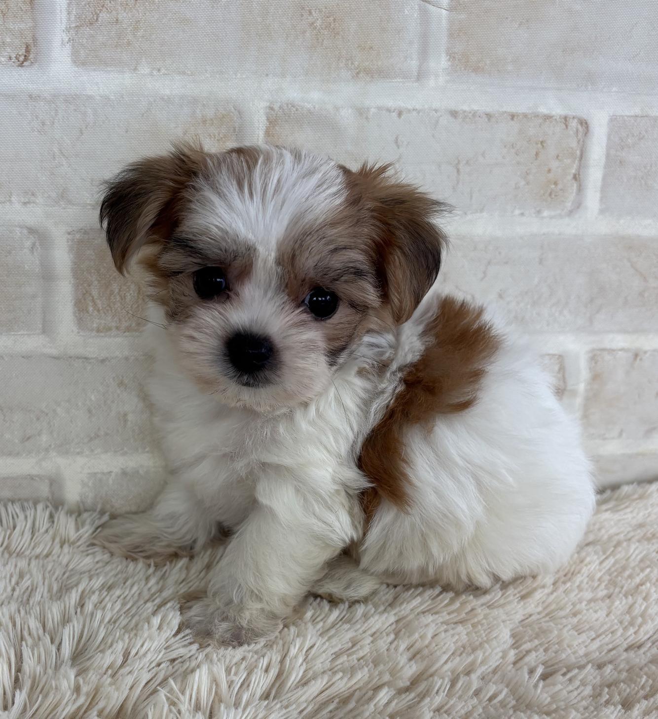 佐賀県のハーフ犬・ミックス犬 (スタードッグス新鳥栖店/2026年6月15日生まれ/男の子/パーティーカラー)の子犬の1枚目の画像