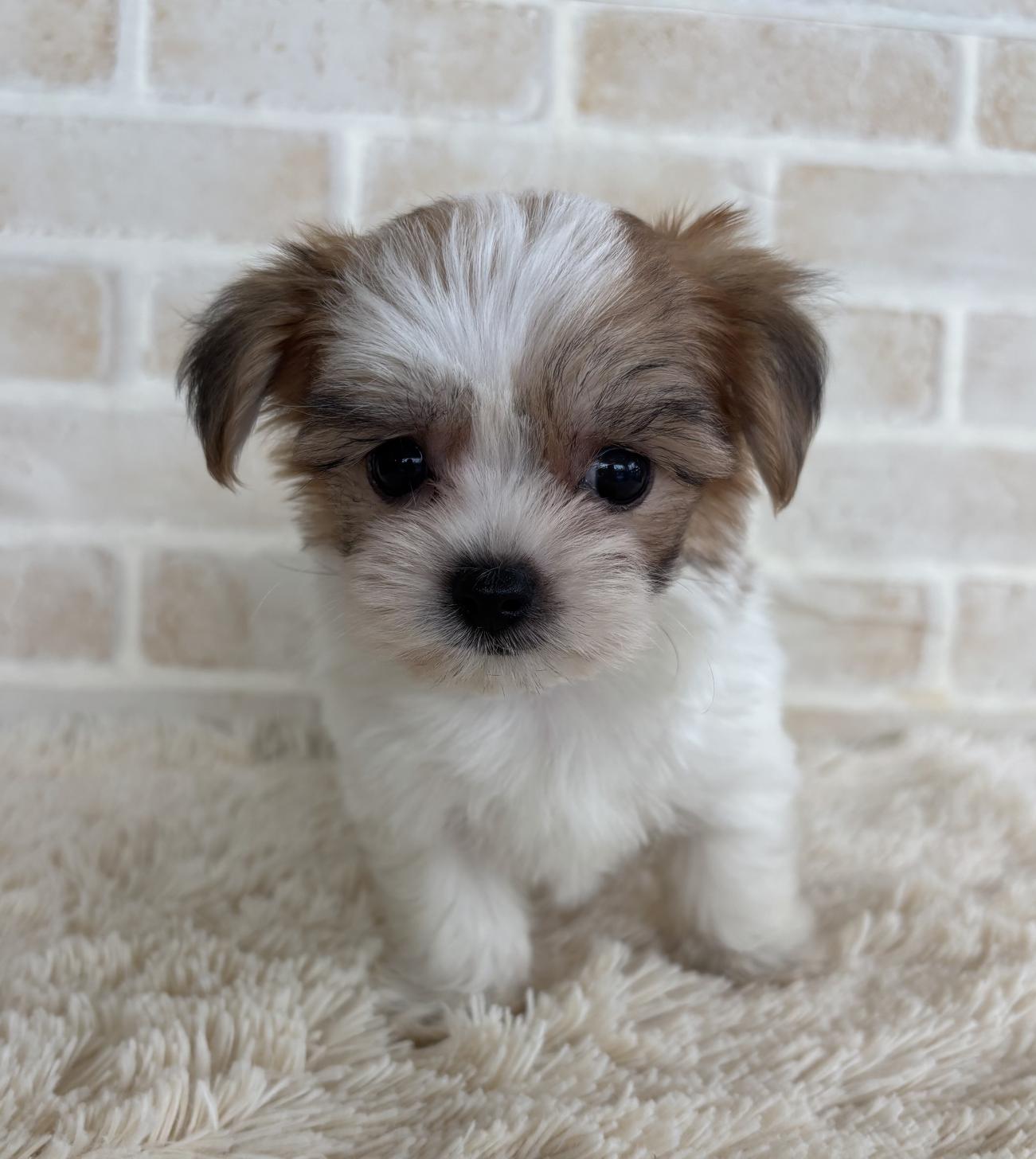 佐賀県のハーフ犬・ミックス犬 (スタードッグス新鳥栖店/2026年6月15日生まれ/男の子/パーティーカラー)の子犬の2枚目の画像