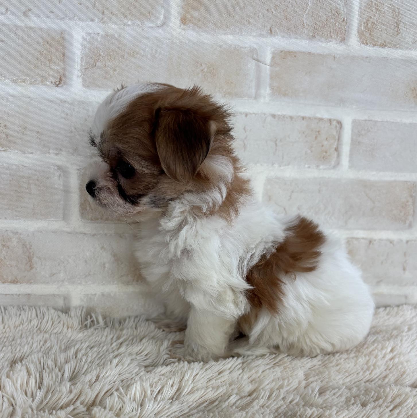 佐賀県のハーフ犬・ミックス犬 (スタードッグス新鳥栖店/2026年6月15日生まれ/男の子/パーティーカラー)の子犬の3枚目の画像