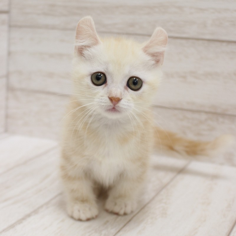 千葉県のキンカロー (ペピカファミリー松戸店/2026年6月20日生まれ/男の子/クリームホワイト)の子猫の1枚目の画像