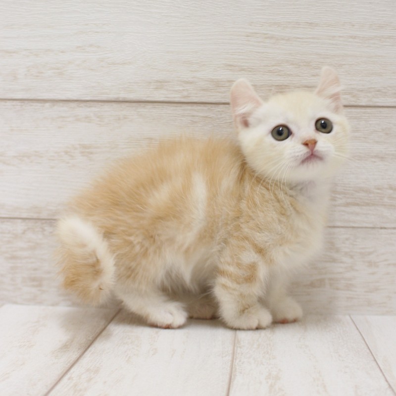 千葉県のキンカロー (ペピカファミリー松戸店/2026年6月20日生まれ/男の子/クリームホワイト)の子猫の2枚目の画像