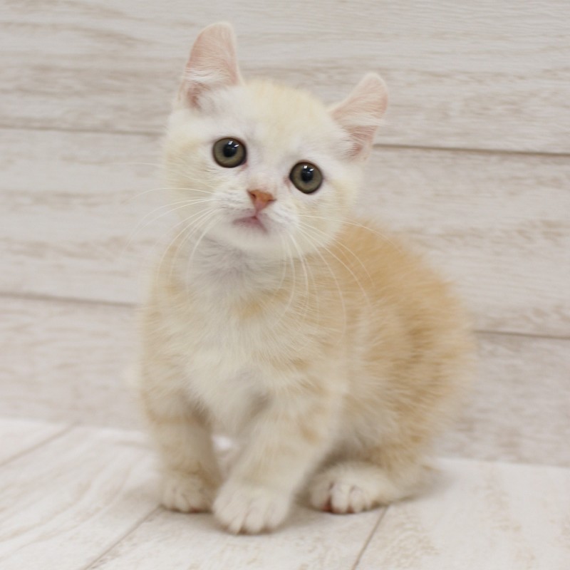 千葉県のキンカロー (ペピカファミリー松戸店/2026年6月20日生まれ/男の子/クリームホワイト)の子猫の3枚目の画像