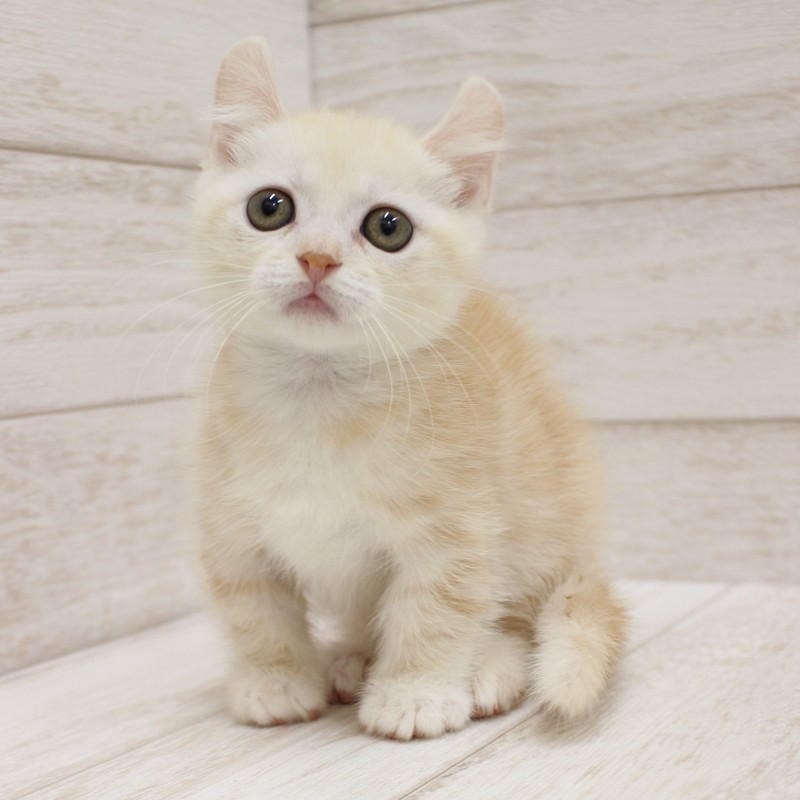 千葉県のキンカロー (ペピカファミリー松戸店/2026年6月20日生まれ/男の子/クリームホワイト)の子猫の4枚目の画像
