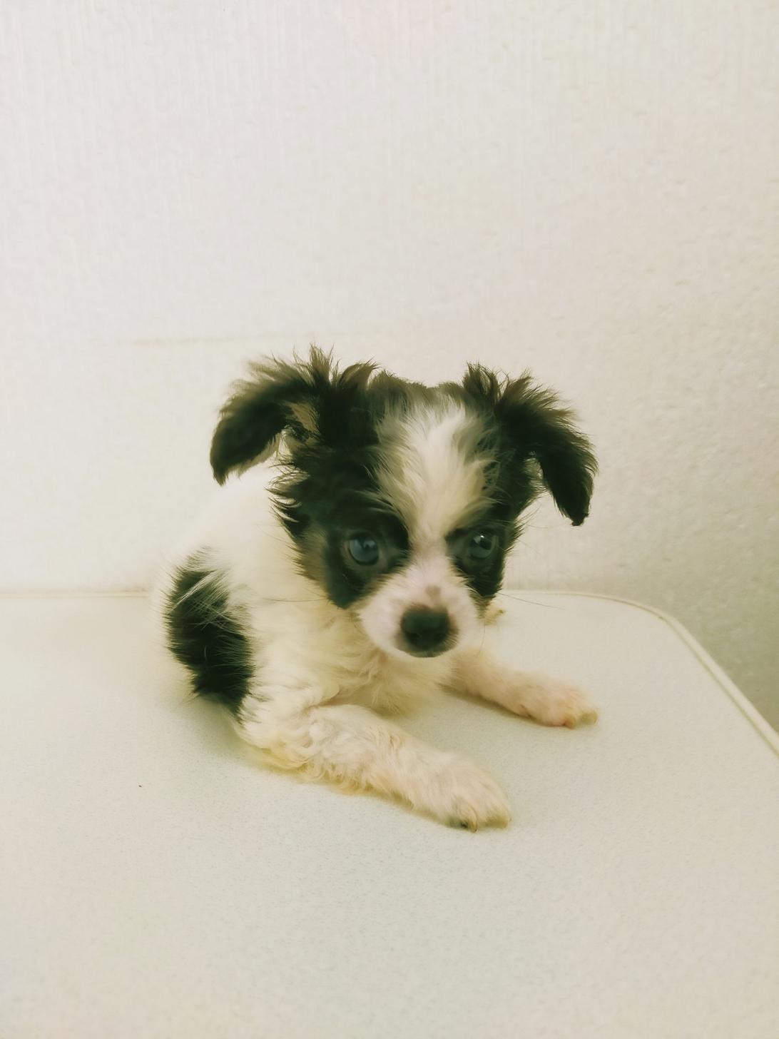 兵庫県のハーフ犬 (わんにゃんPETTERRACE/2023年4月22日生まれ/男の子/ブラックタンホワイト)の子犬