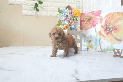 滋賀県のトイプードル(トイ) (いっぷく湖南店/2025年7月16日生まれ/女の子/レッドフォーン)の子犬の4枚目の画像